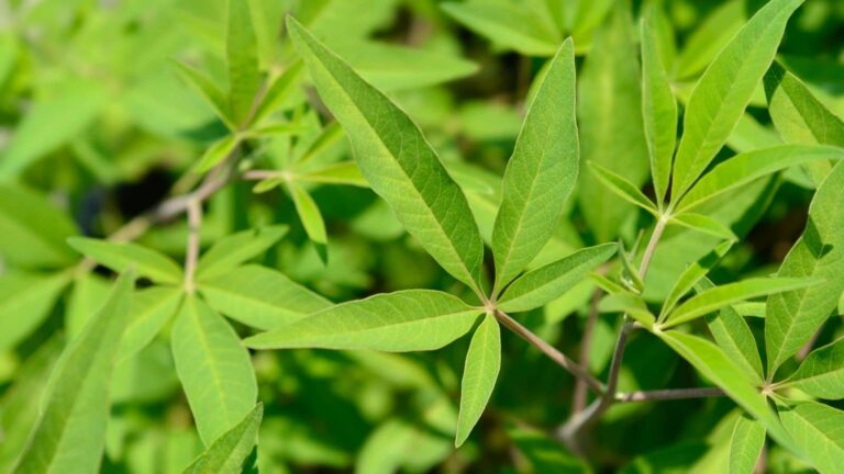 Chinese chaste tree: जंगली झाड़ी नहीं, संभालू है औषधीय गुणों से भरपूर पौधा, अस्थमा समेत 20 बीमारियों का है कारगर इलाज – sambhalu plant chinese chaste tree unani treatment for asthma 20 diseases know in details