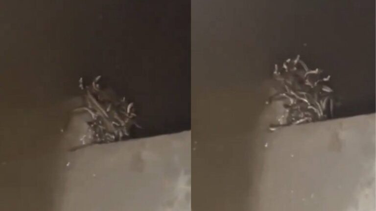 Viral video: कहीं ये नागलोक तो नहीं? बेसमेंट में छुपा था खौफनाक सच, देखें दिल दहला देने वाला वीडियो – up maharajganj basement snakes rescue operation viral video